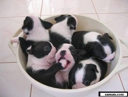 basket of puppies.jpg
